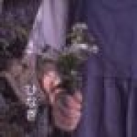 植发星YONGYUAN0032