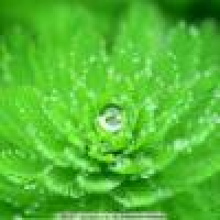 植发星下雨天p98