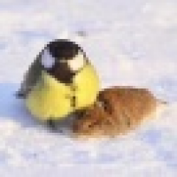 植发星丶黑白最初的颜色