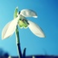 植发星yinyuwangzi00