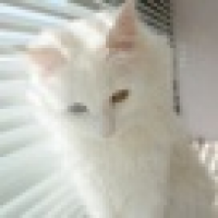 植发星不当干部