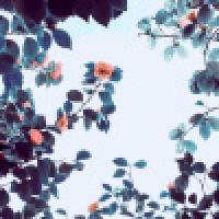 植发星yifanhuabian