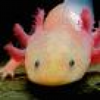 植发星_离0poOC稭