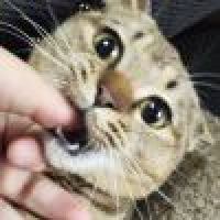 植发星一个人的笹堺