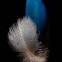 植发星y烟花5月d