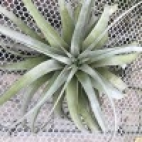 植发星众神_暧昧539