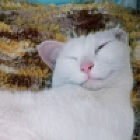 植发星偷星20149