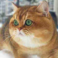 植发星养羊哥234