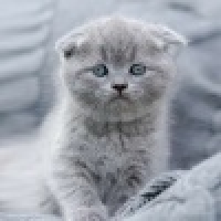 植发星佐菲奥特曼