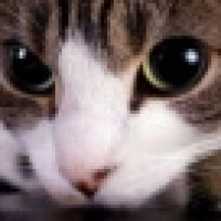 植发星脱贫攻坚硬骨头