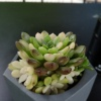 植发星冰雪5VD98