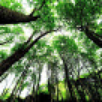 植发星初夏末春°發5