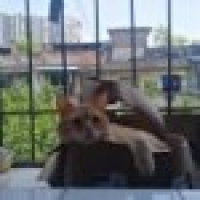 植发星办厂队琶