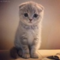 植发星会飞的金鱼iris