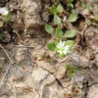 植发星┈☆夏伤7