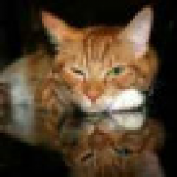 植发星他的她5257