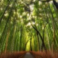 植发星Superzengni