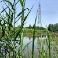 植发星可可酷99