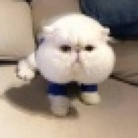 植发星又一年的故事