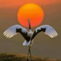 植发星和她一辈子