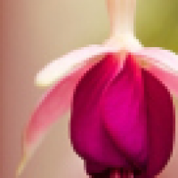 植发星唯一的tianshi