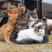 植发星啊姗笨蛋1261