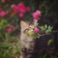 植发星唯爱一萌386626