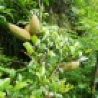 植发星zpf02060105