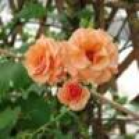 植发星JH_Heartache