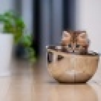 植发星☆鹏管管☆u55