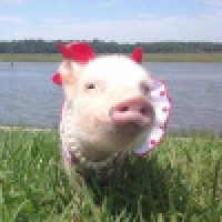 植发星以心sirue