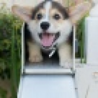 植发星吐笔lj18b