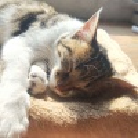 植发星夏末弟弟