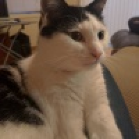 植发星只疼歌儿