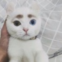 植发星啊啊啊嗷嗷嗷99