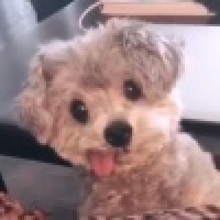 植发星东方大侠的岁月