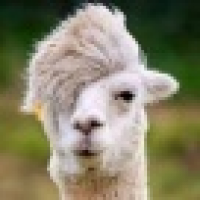 植发星喵星人Steven