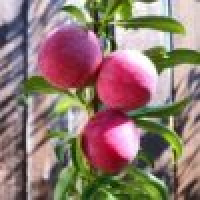 植发星囧哩嗰囧mu