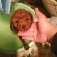 植发星哈哈好乐乐