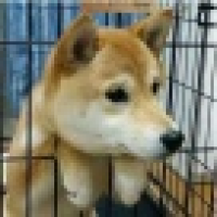 植发星勤奋的宝轩