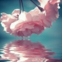 植发星卡普德维利