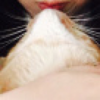 植发星冰城飞狐