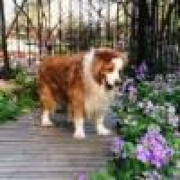 植发星TD哥哥0164