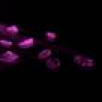 植发星yanowpang3540