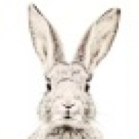 植发星大鹏名22