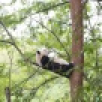 植发星儒雅的潘小欣