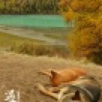 植发星S亲友团579