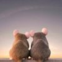 植发星圣泽瑾年0029F