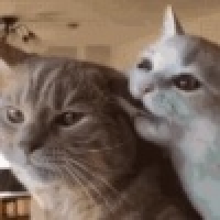 植发星丶水滴BY774