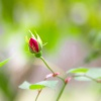 植发星小小艾QKA